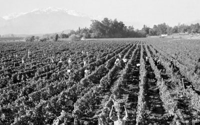 Los Inicios de las Viñas en la Región del Biobío: Una Historia de Tradición y Resiliencia
